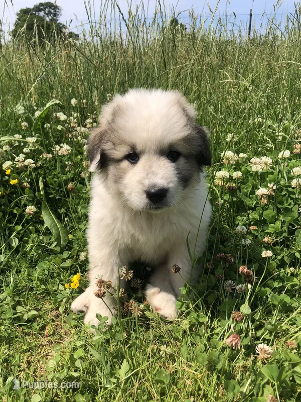 Daisy – Great Pyrenees puppy for sale in Waterloo, NY