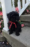 Snickers, a male Shihpoo for sale in Waterloo, NY – 1 of 6
