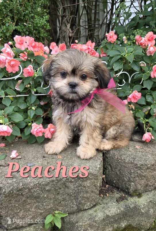 Peaches – Shihpoo puppy for sale in Waterloo, NY