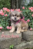 Peaches, a female Shihpoo for sale in Waterloo, NY – 1 of 6