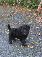 Donnie, a male Yorkipoo for sale in Waterloo, NY – 2 of 4