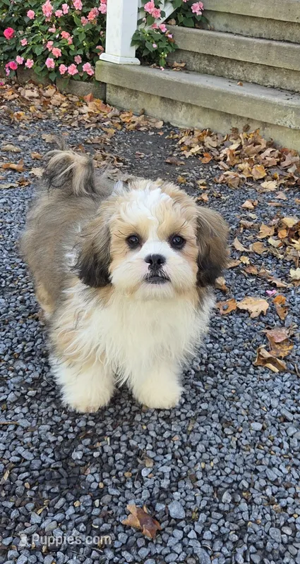 Rowley – Shihpoo puppy for sale in Waterloo, NY