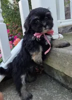 O’ Henry, a male Shihpoo for sale in Waterloo, NY – 1 of 7