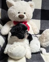 Cookie, a male Yorkipoo and Shih Tzu for sale in Waterloo, NY – Photo 4 of 5