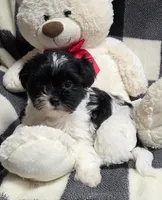 Cookie, a male Yorkipoo and Shih Tzu for sale in Waterloo, NY – Photo 2 of 5
