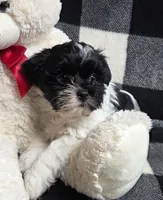 Cookie, a male Yorkipoo and Shih Tzu for sale in Waterloo, NY – Photo 1 of 5