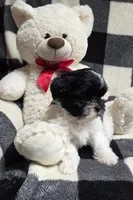 Cookie, a male Yorkipoo and Shih Tzu for sale in Waterloo, NY – Photo 5 of 5