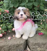 Polly, a female Shihpoo for sale in Waterloo, NY – 4 of 5