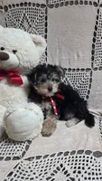 Tyler, a male Yorkipoo for sale in Waterloo, NY – 4 of 4