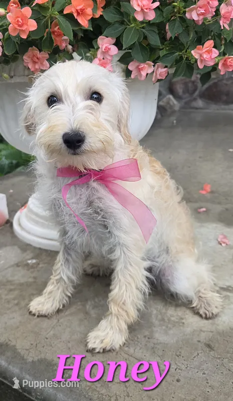 Honey  – Yorkipoo puppy for sale in Waterloo, NY
