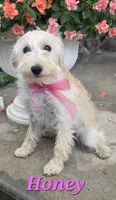 Honey , a female Yorkipoo for sale in Waterloo, NY – 1 of 7