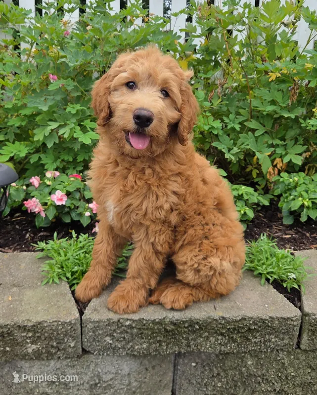 Dixie – Goldendoodle puppy for sale in Waterloo, NY