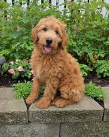 Dixie, a female Goldendoodle for sale in Waterloo, NY – 1 of 4