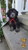 Dandy, a male Yorkipoo for sale in Waterloo, NY – 4 of 4