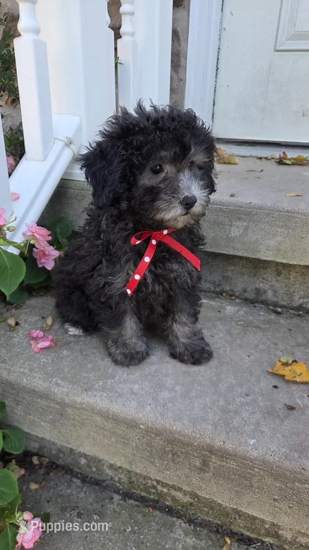 Dandy – Yorkipoo puppy for sale in Waterloo, NY