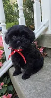 Snickers, a male Shihpoo for sale in Waterloo, NY – 3 of 6