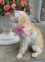 Honey , a female Yorkipoo for sale in Waterloo, NY – 5 of 7