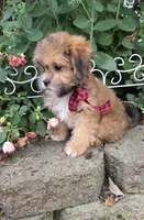 Brother Bear, a male Shihpoo for sale in Waterloo, NY – 4 of 5