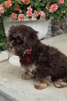 Hershey, a male Shihpoo for sale in Waterloo, NY – 2 of 4