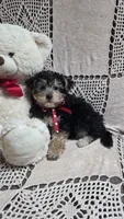 Tyler, a male Yorkipoo for sale in Waterloo, NY – 3 of 4