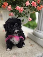 Lucy, a female Shihpoo for sale in Waterloo, NY – 4 of 5