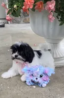 Tiny Tina , a  Shihpoo for sale in Waterloo, NY – 4 of 6
