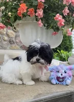 Tiny Tina , a  Shihpoo for sale in Waterloo, NY – 5 of 6
