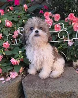 Raggedy Ann, a female Shihpoo for sale in Waterloo, NY – 6 of 6