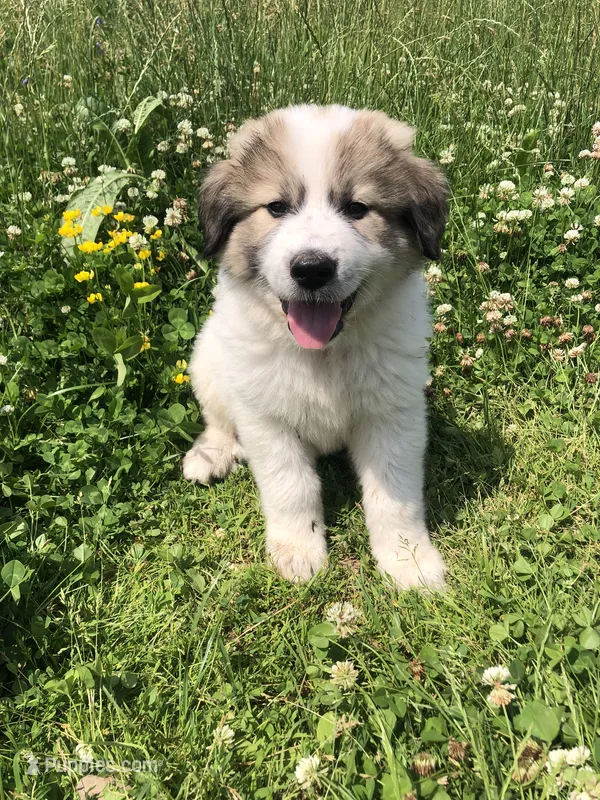 Baxter – Great Pyrenees puppy for sale in Waterloo, NY
