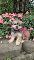 Peaches, a female Shihpoo for sale in Waterloo, NY – 6 of 6