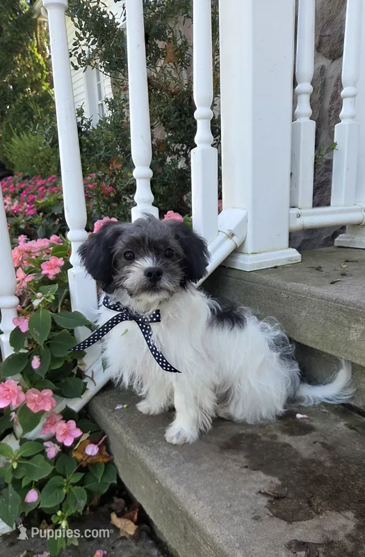 Pepper Jack – Shihpoo puppy for sale in Waterloo, NY