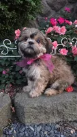 Peaches, a female Shihpoo for sale in Waterloo, NY – 5 of 6