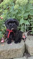 Snickers, a male Shihpoo for sale in Waterloo, NY – 6 of 6