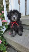 Dandy, a male Yorkipoo for sale in Waterloo, NY – 3 of 4