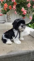 Toby, a  Shihpoo for sale in Waterloo, NY – 5 of 5
