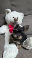 Tiny Tim, a male Yorkipoo for sale in Waterloo, NY – 3 of 4