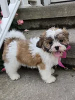 Polly, a female Shihpoo for sale in Waterloo, NY – 5 of 5