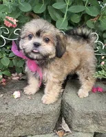 Peaches, a female Shihpoo for sale in Waterloo, NY – 4 of 6