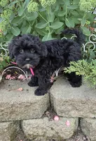 Olive, a female Shihpoo for sale in Waterloo, NY – 4 of 4
