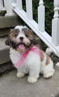 Polly, a female Shihpoo for sale in Waterloo, NY – 2 of 5