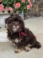 Hershey, a male Shihpoo for sale in Waterloo, NY – 3 of 4