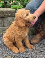 Dixie, a female Goldendoodle for sale in Waterloo, NY – 3 of 4
