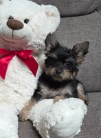 Tiny Tim, a male Yorkipoo for sale in Waterloo, NY – 2 of 4