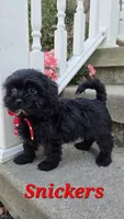 Snickers, a male Shihpoo for sale in Waterloo, NY – 4 of 6