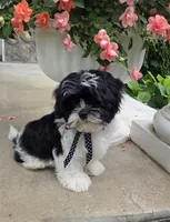 Toby, a  Shihpoo for sale in Waterloo, NY – 2 of 5