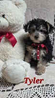 Tyler, a male Yorkipoo for sale in Waterloo, NY – 1 of 4