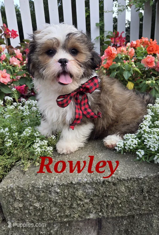 Rowley – Shihpoo puppy for sale in Waterloo, NY