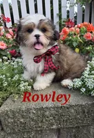 Rowley, a male Shihpoo for sale in Waterloo, NY – 1 of 4