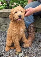 Dixie, a female Goldendoodle for sale in Waterloo, NY – 4 of 4