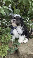 Skunky, a male Shihpoo for sale in Waterloo, NY – 9 of 9